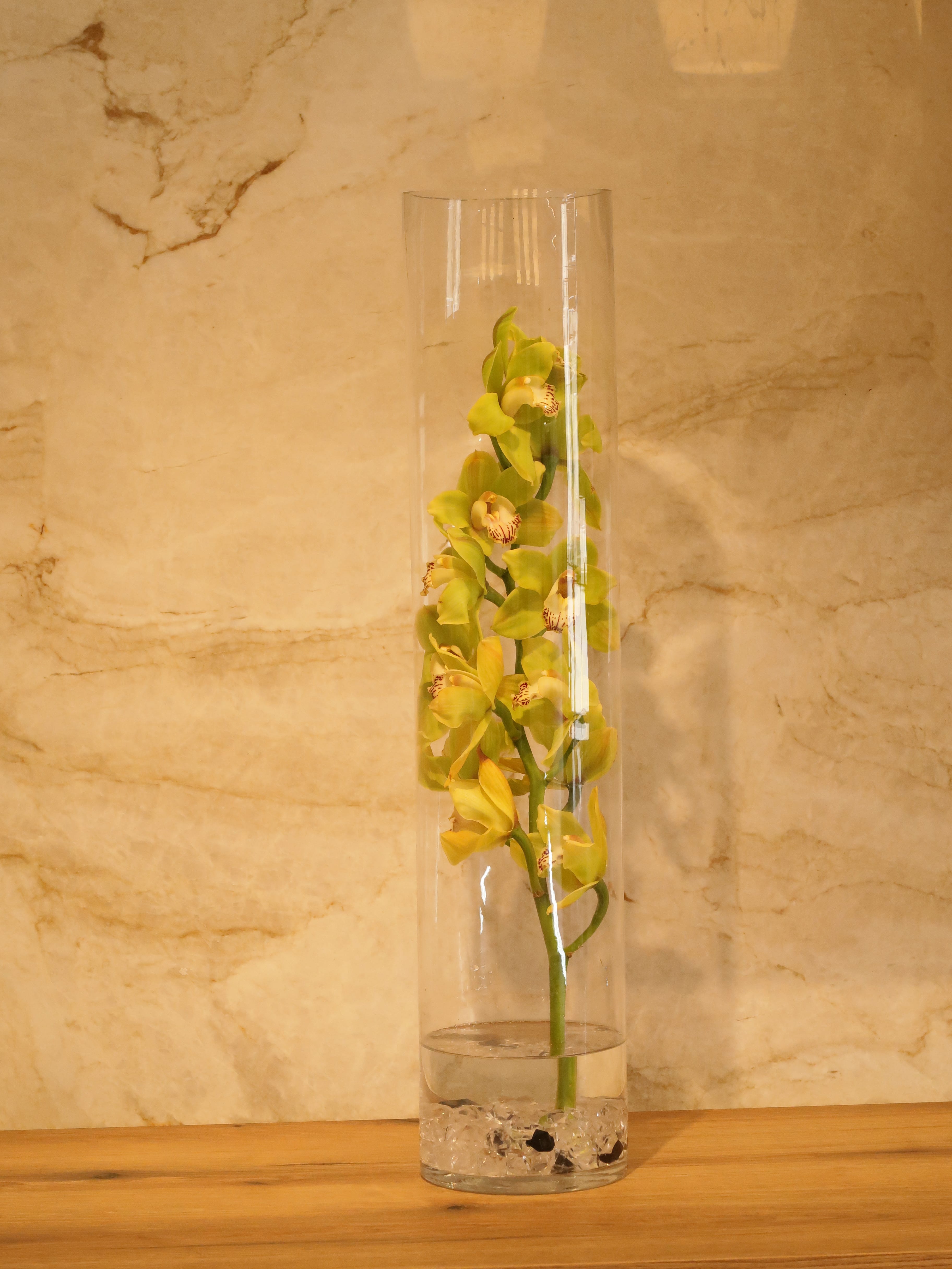 Cymbidium