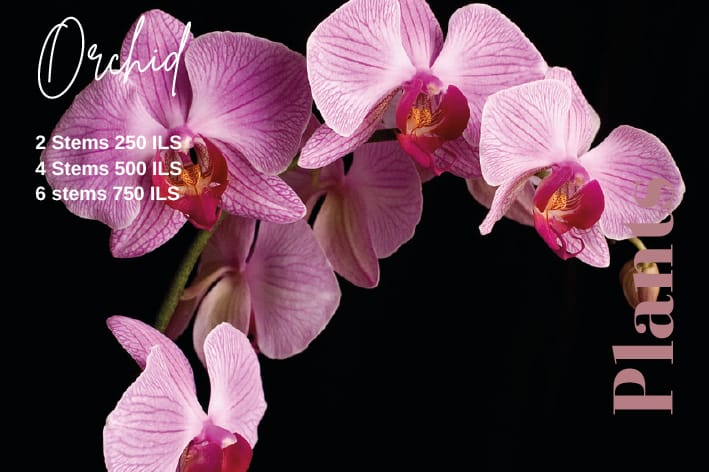Orchid Plant — photo 2