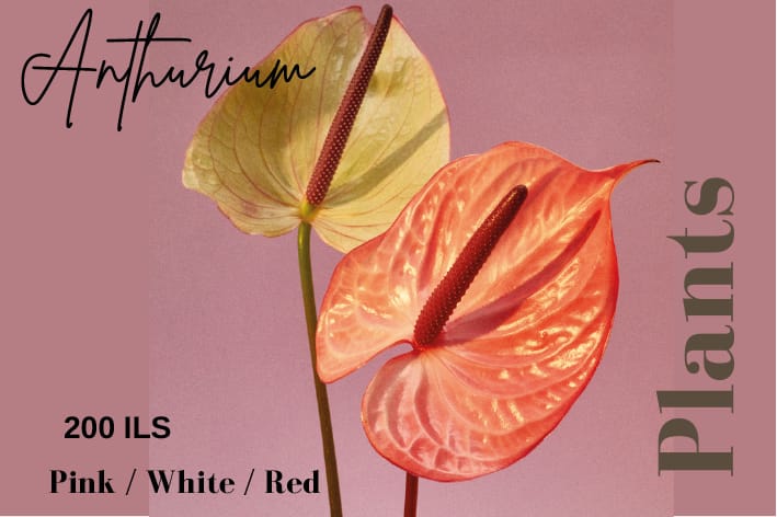 Anthurium plant